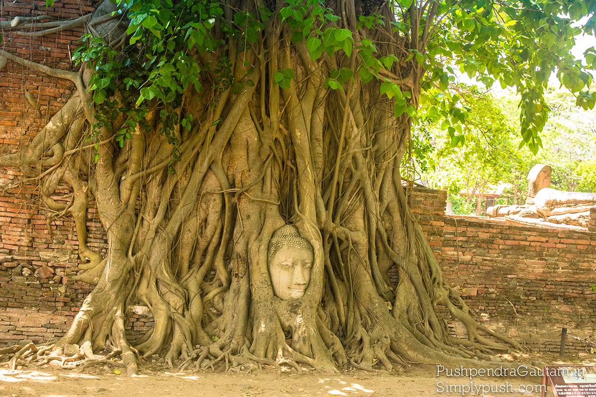buddha-head-in-tree-pics
